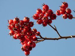 berries hawthorn on bare branch