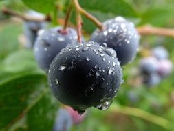 sweet plums grow on a branch covered with dew