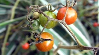 tomato garden vegetable