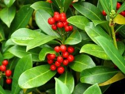 American holly plants