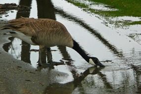 canada goose drinking water