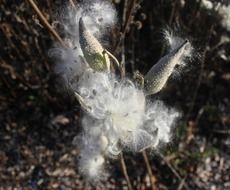 seeds like cotton wool