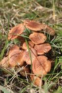 dainty mushrooms plants