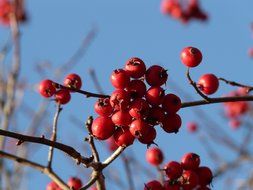 berries hawthorn on bare branch against the sky