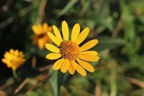 yellow daisies on green grass