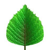 green leaf of deciduous tree vector drawing