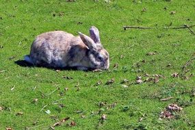 gray rabbit on a green meadow