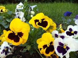 yellow petals of garden plants
