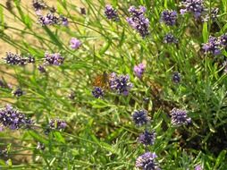 picture of the lavender herbs