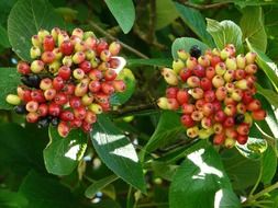 berries of viburnum lantana on a bush