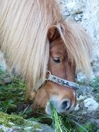 Close-up of the shetland pony in the gorge