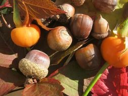 autumn decoration of acorns and fruits