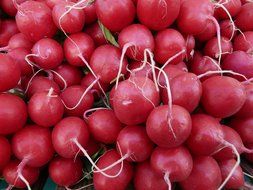a lot of red radish