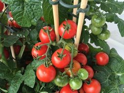 bunches of tomatoes on a bush