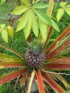 young pineapple on the stems of the plant