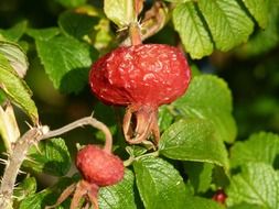 dry rosehip