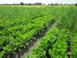 sugar beets field