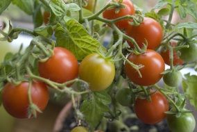 cherry tomatoes on a branch in a greenhouse