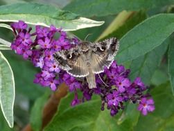 beautiful gamma owl butterfly