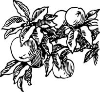 peaches on branch, black and white drawing