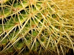 long cactus spikes, macro