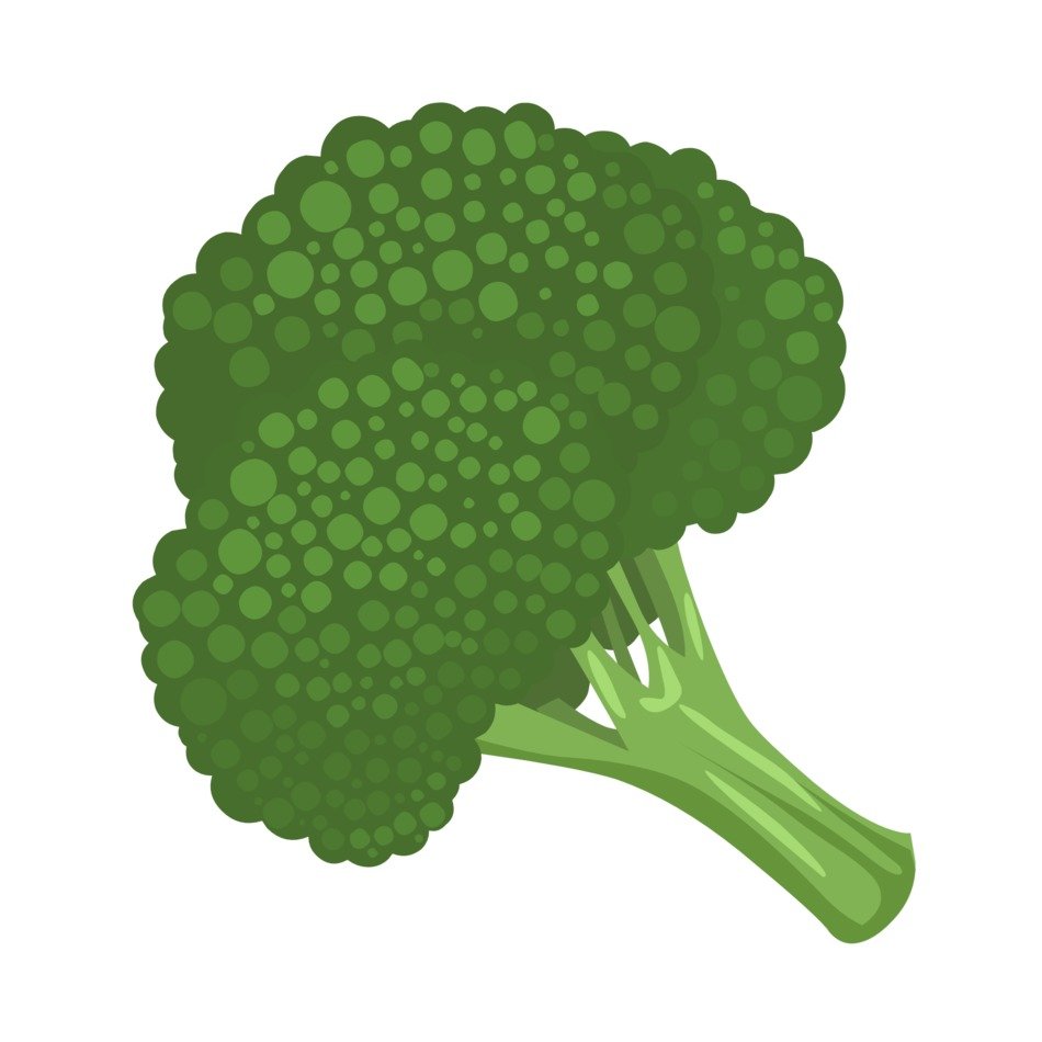 clipart,picture of healthy green broccoli