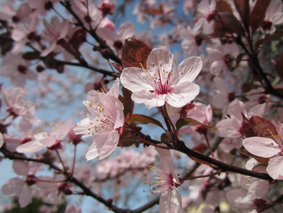 pink prune flowers on the tree