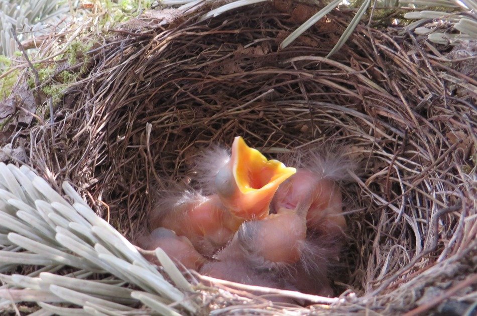 hungry chicks in the nest