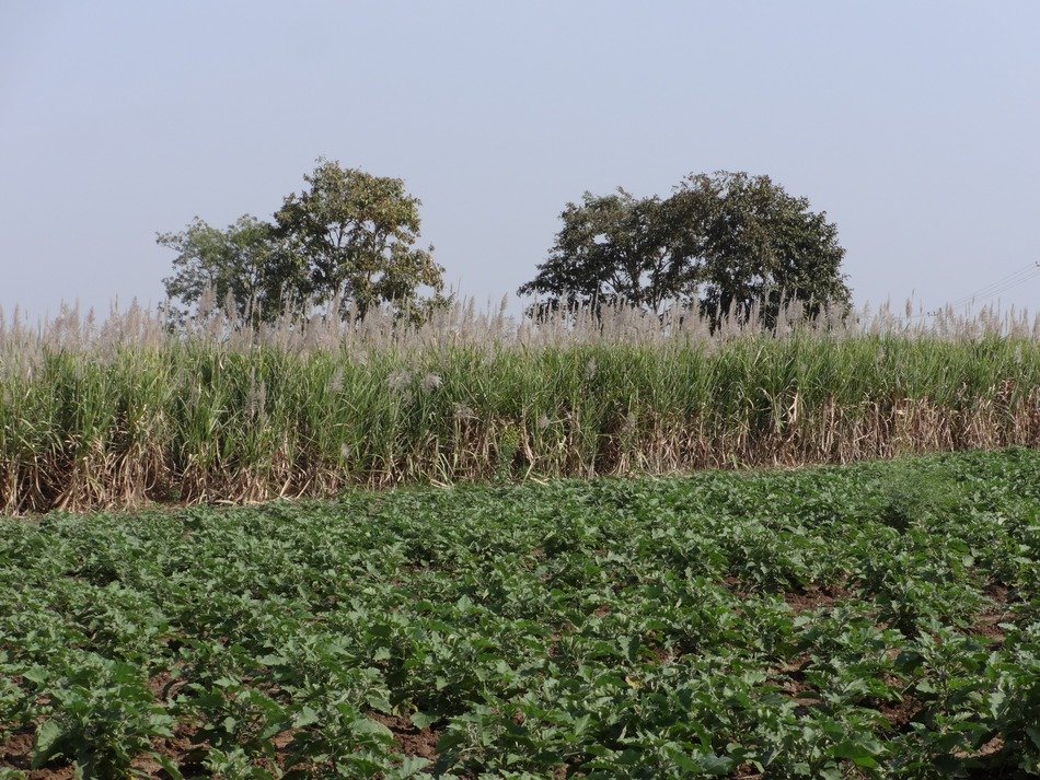 sugarcane field behind brinjal plantation