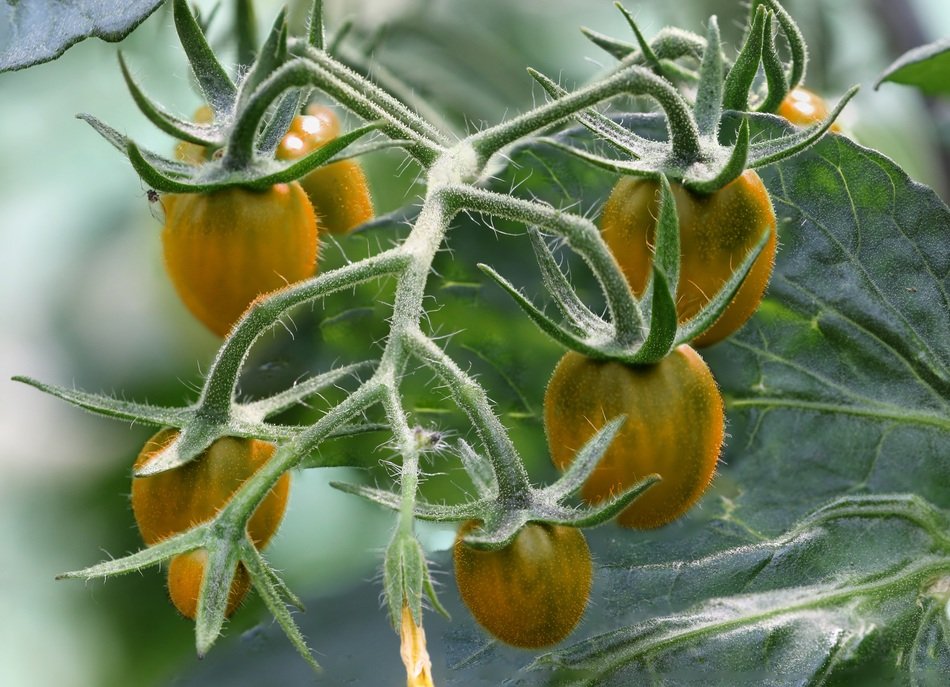 yellow tomatoes on a branch