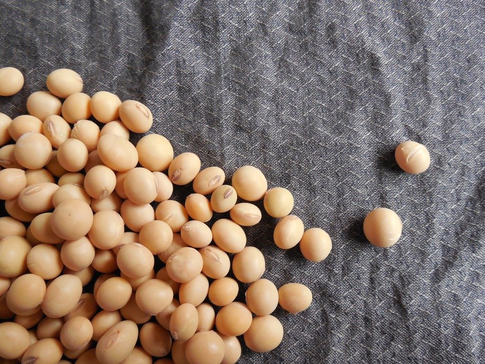 soybeans on gray fabric close up