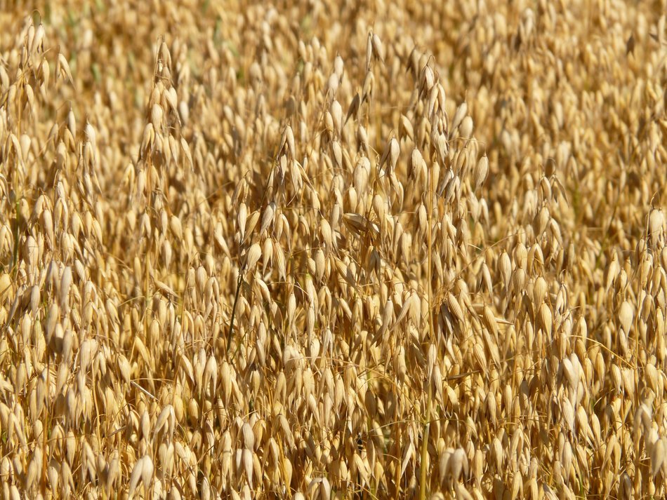 ripe oat in field close up