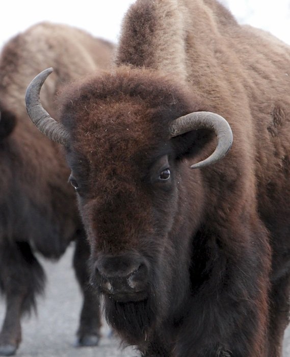 american bison close up