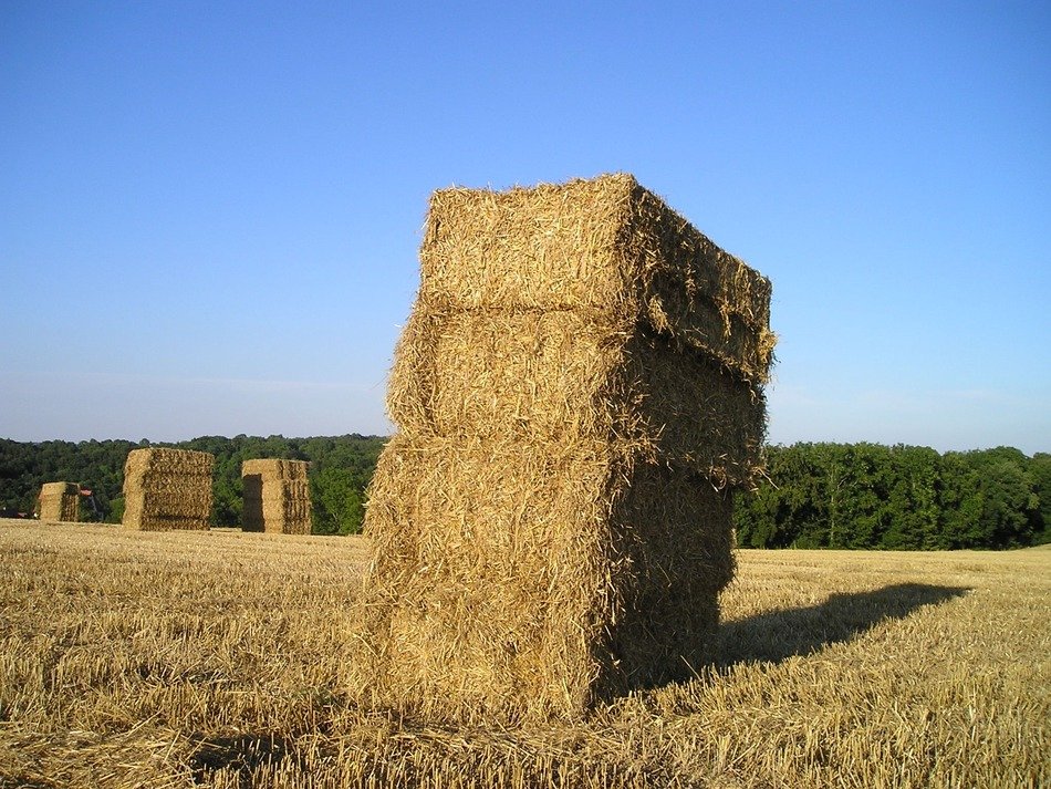 square straw bales on corn field