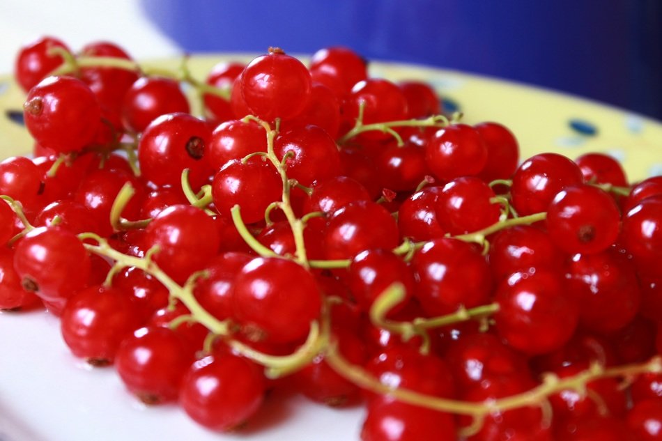 a few sprigs of healthy red currant