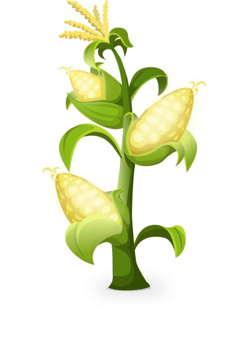 Picture of yellow corn plant