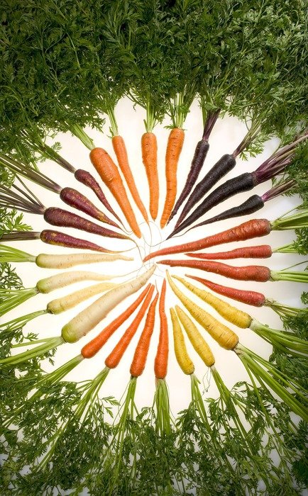 carrots of different varieties with the leaves