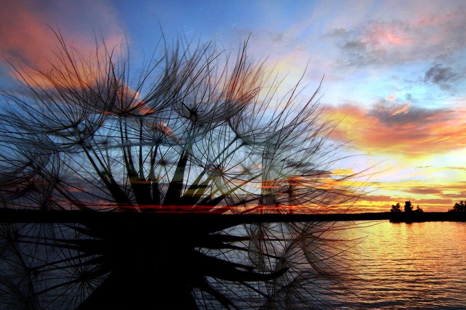 salsify seed head at sunset landscape