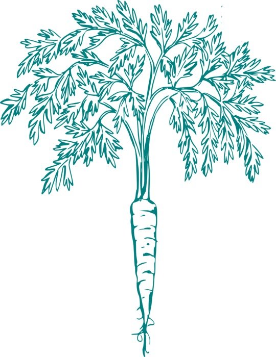 carrot blue drawing