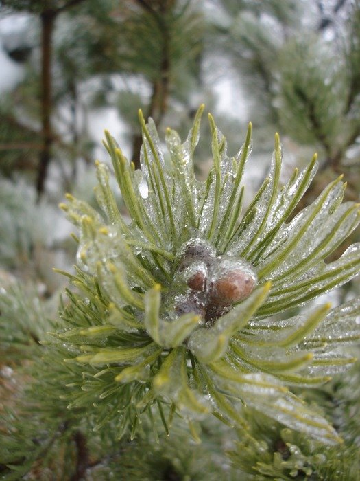 plant in ice