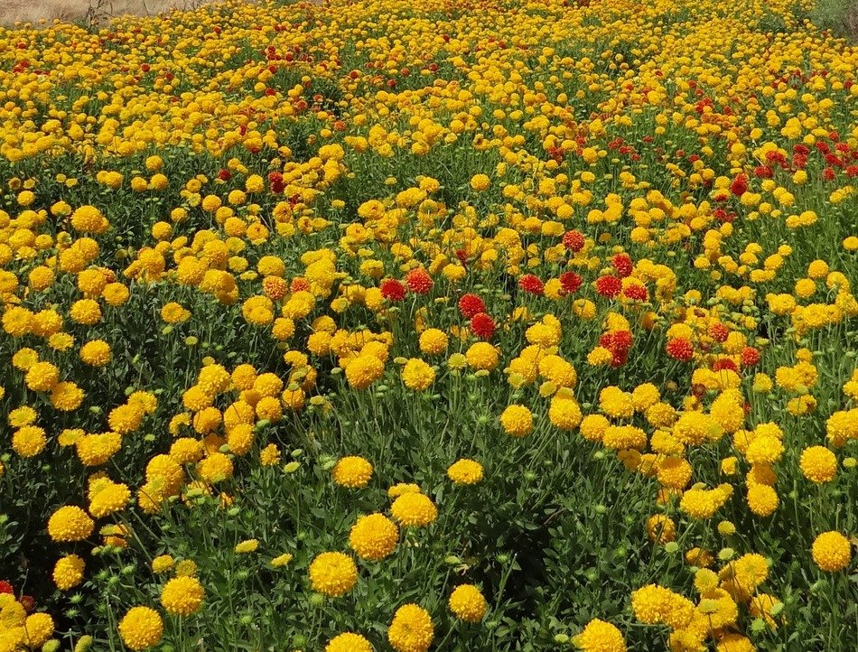 square of flowers
