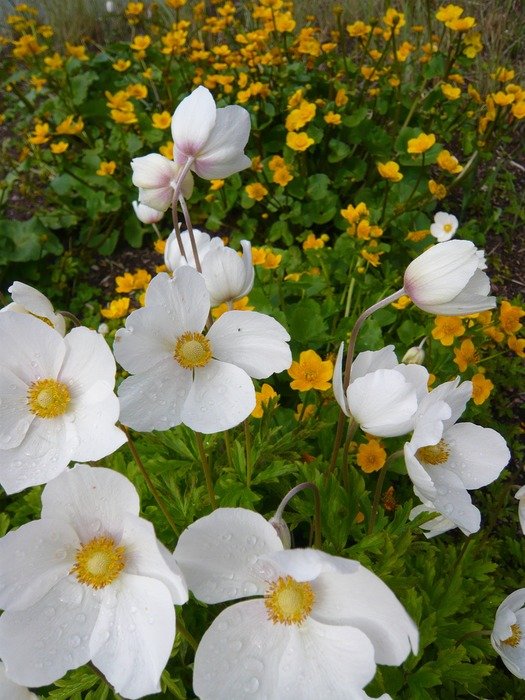 wildflowers in bloom