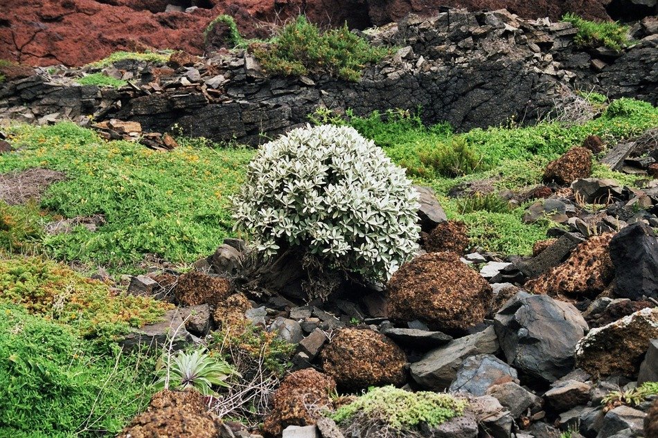grass with flowers to the east coast