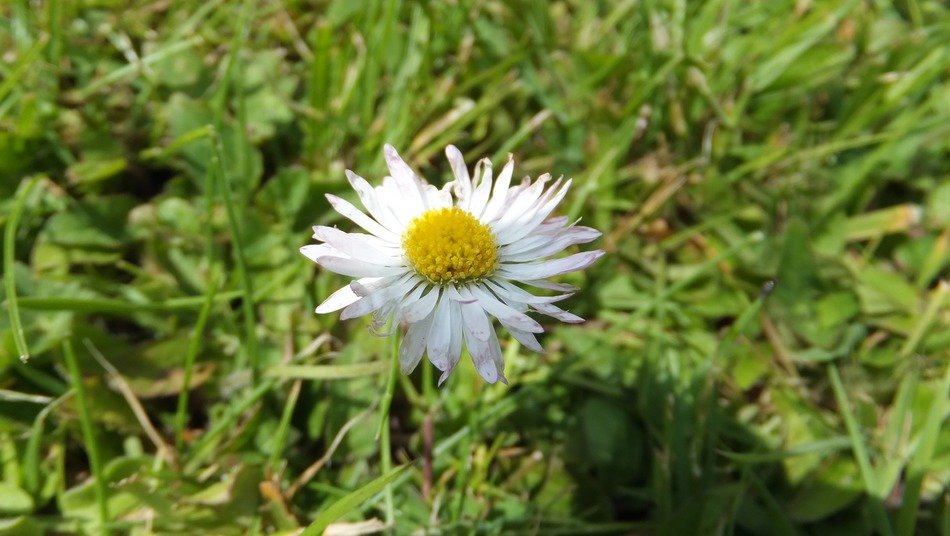 daisy on green grass