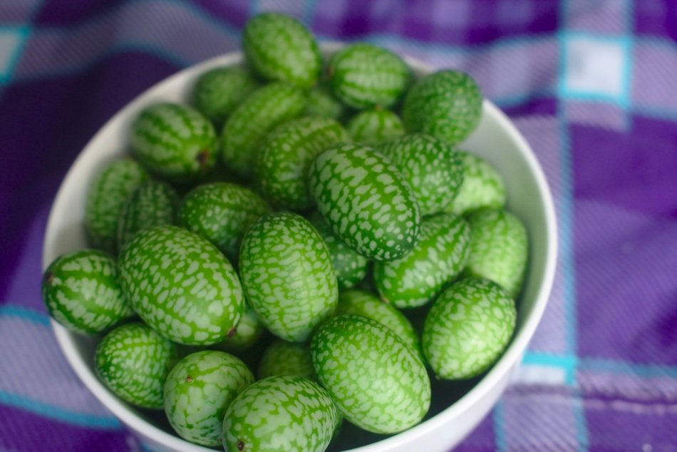 tiny gherkins
