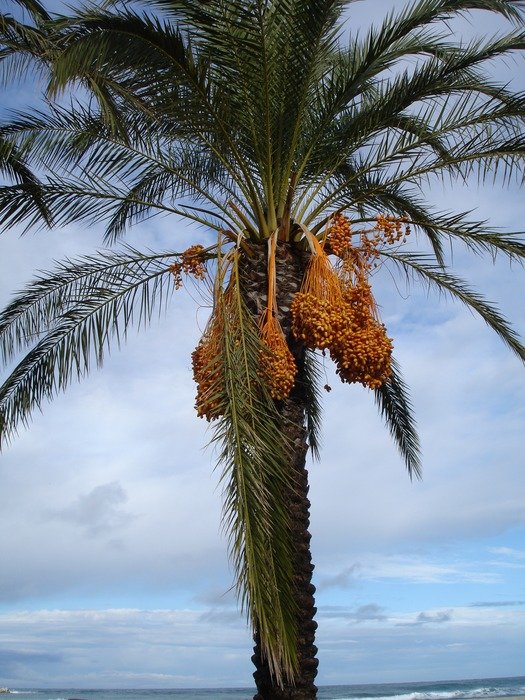 date palm against the sky