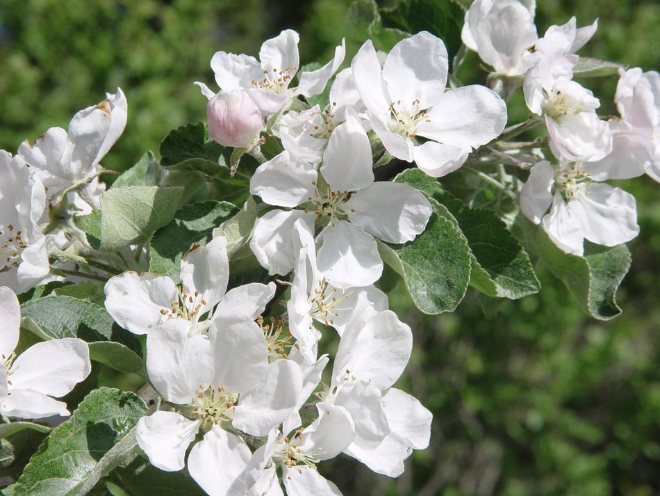 apple tree fruit