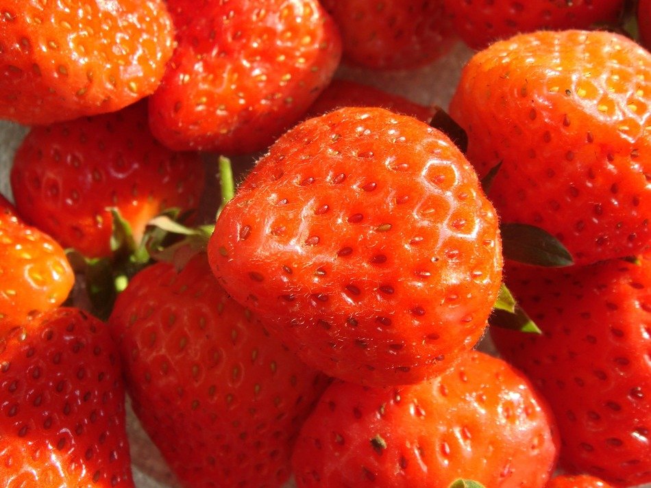 strawberries in the sun