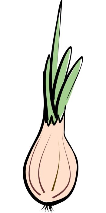 picture of onions with green feathers