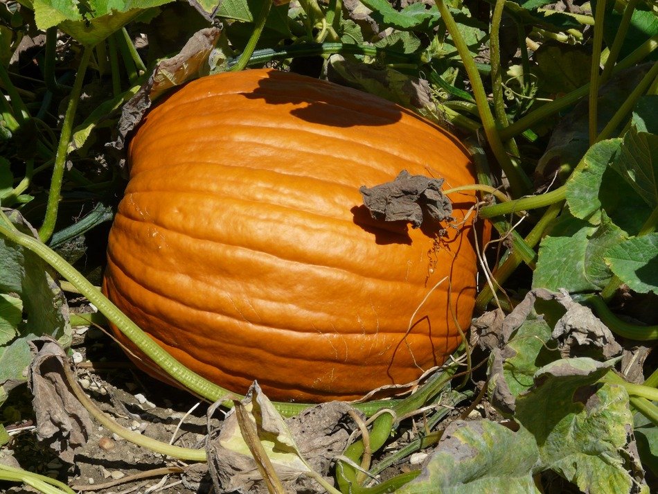 orange pumpkin with green leaves in a vegetable garden